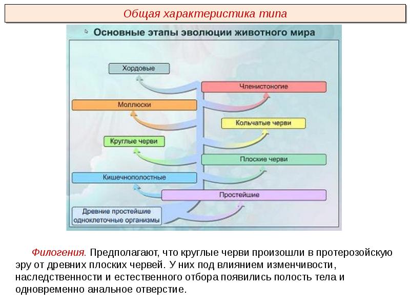 Презентация плоские черви пименов