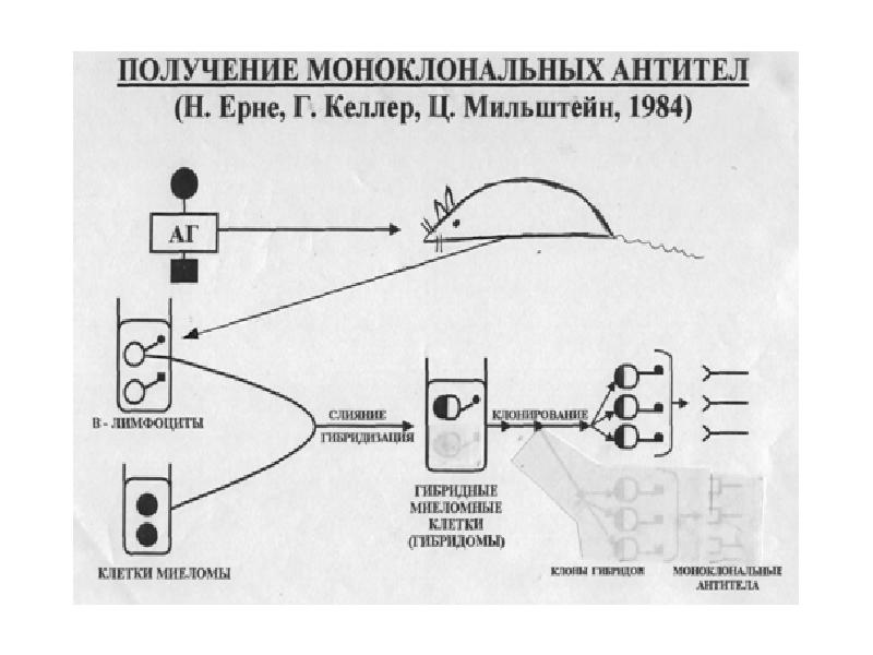 Схема получения моноклональных антител