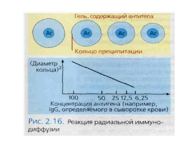 Радиальная иммунодиффузия по манчини презентация - 98 фото