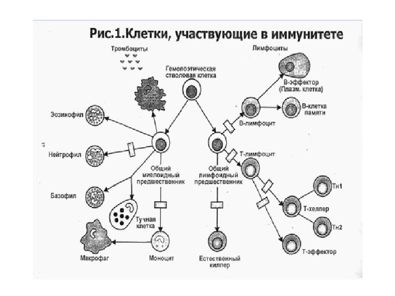 Схема развития это