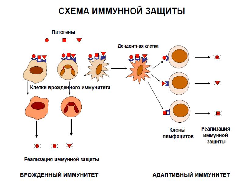 Иммунные часы. Схема развития клеток иммунной системы. Клетки иммунной системы схема. Механизм врожденного иммунитета схема. Механизм образования антител схема.
