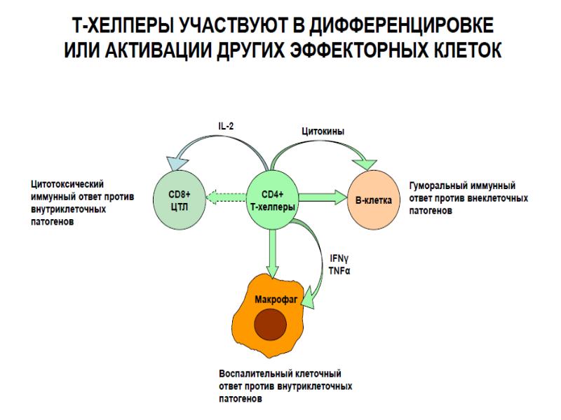 Иммунный ответ белки. Т лимфоциты хелперы функции. Схема противобактериального иммунного ответа. Т хелперы схема. Т хелперы 1 порядка.
