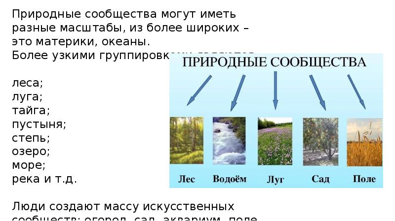 По каким группам распределены сообщества дополни схему напиши названия групп сад поле лес болото