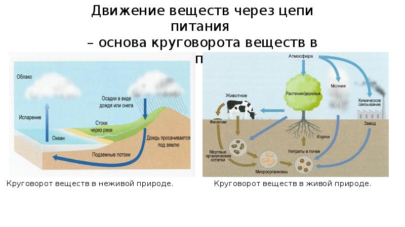 Презентация на тему круговорот веществ в природе 9 класс презентация