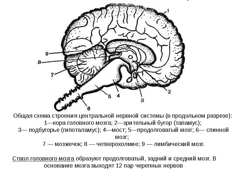 Рисунок головного мозга с обозначениями