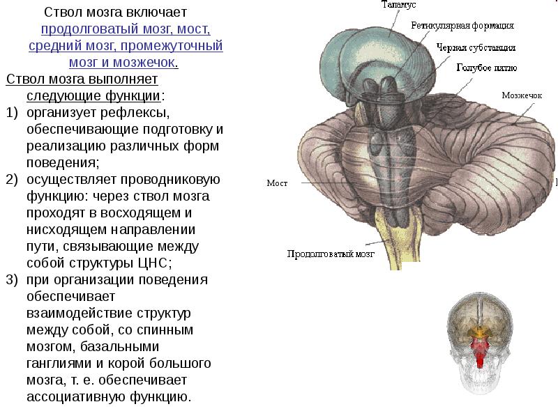 Задний головной мозг включает. Головной мозг продолговатый мозг мозжечок. Мозжечок — ; мост — ; продолговатый мозг — ; промежуточный мозг —. Структура головного мозг средний мозг. Средний мозг мозжечок промежуточный мозг таблица.