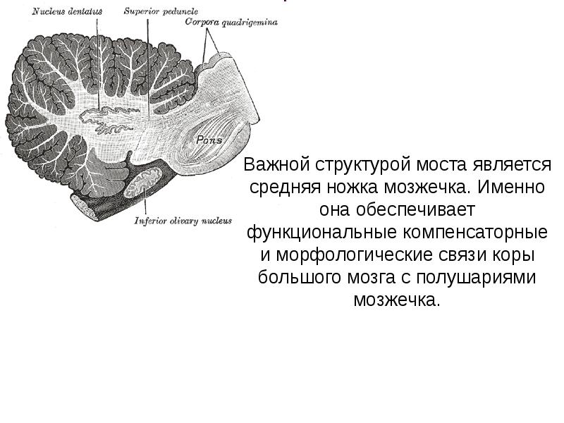 Схема межнейрональных связей в коре мозжечка функциональные взаимосвязи