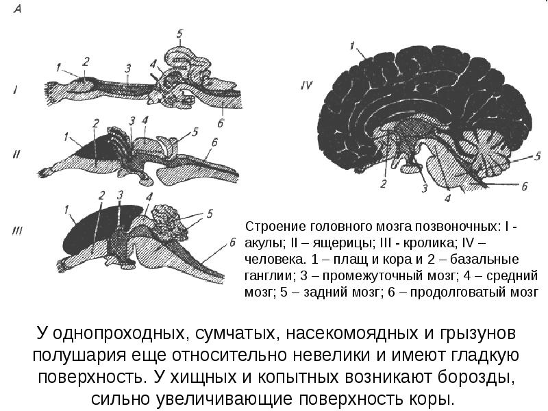 Отделы мозга ящерицы. Строение головного мозга варана. Строение головного мозга ящерицы рис. 135. Схема строения головного мозга судака. Головной мозг позвоночных.