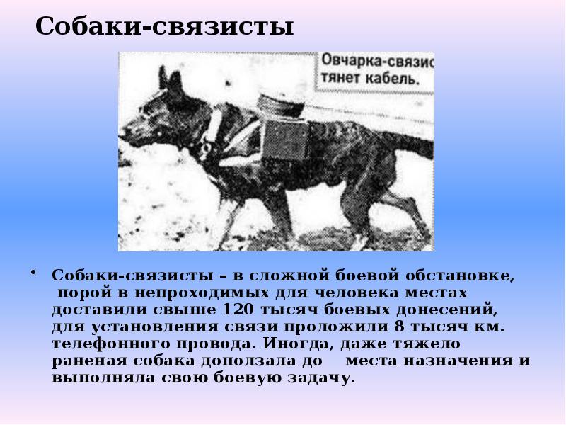 Презентация собаки. Собака презентация сложно. Какая порода собак выведена для охоты. Собаки которые проложили связь. Сообщение про связастых собак.