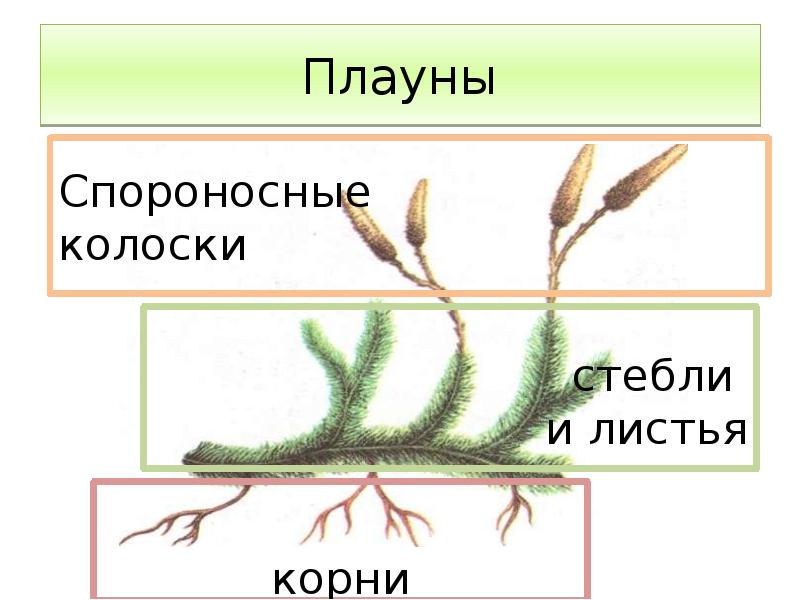 Побеги плаунов