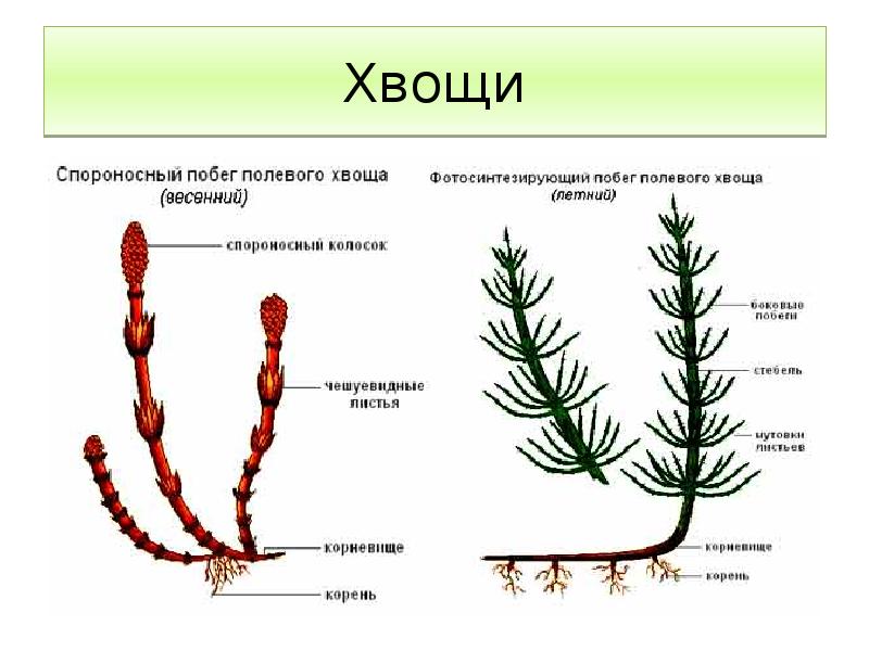 Отметь рисунок на котором изображен видоизмененный побег корневище