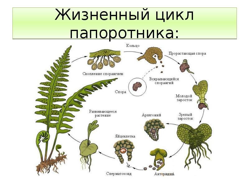 Описание жизненного цикла папоротника