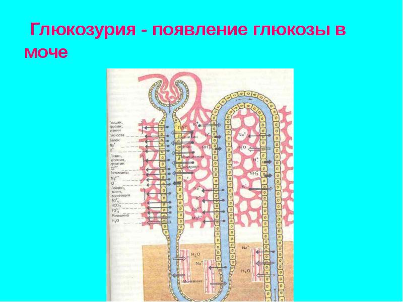Глюкозурия в моче. Глюкозурия в моче