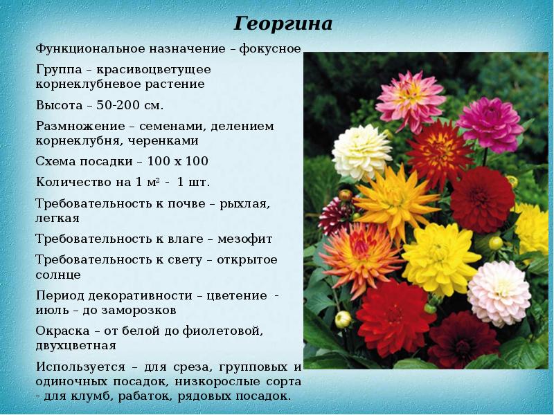 Многолетние декоративные травянистые растения, не зимующие в открытом ...