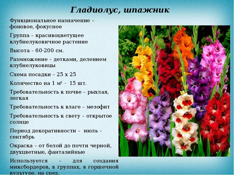 Многолетние декоративные травянистые растения, не зимующие в открытом ...