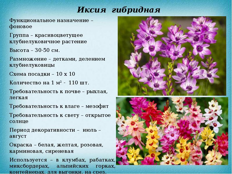 Многолетние декоративные травянистые растения, не зимующие в открытом ...