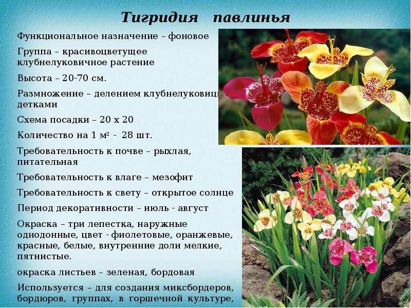 Многолетние декоративные травянистые растения, не зимующие в открытом ...
