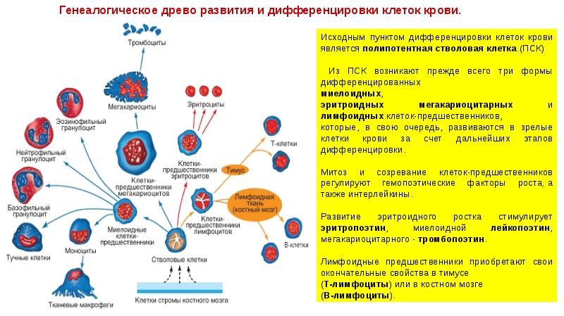 Развитие клеток крови презентация