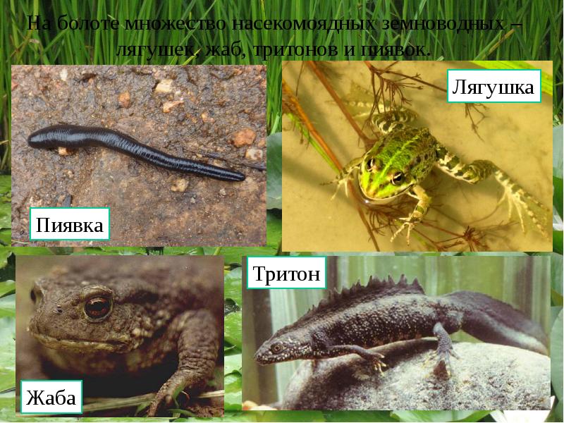 На болоте множество насекомоядных земноводных – лягушек, жаб, тритонов и пиявок.