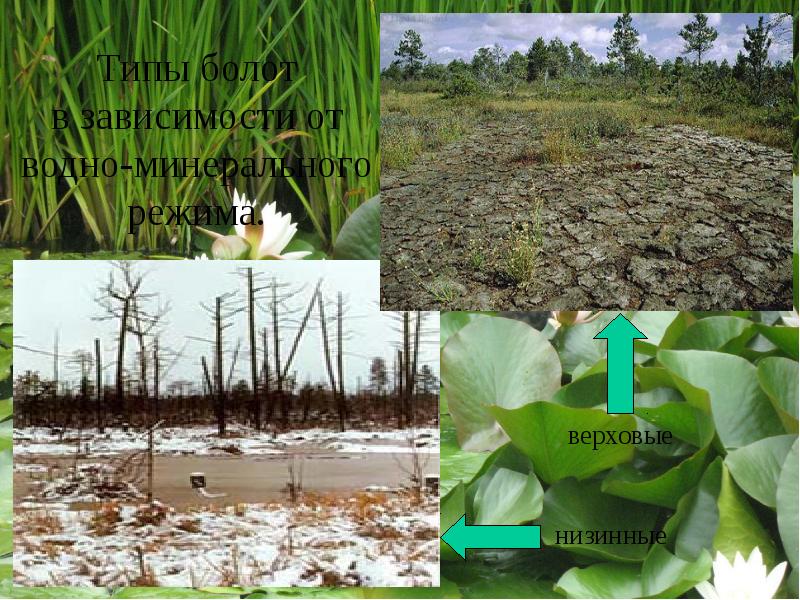 Типы болот в зависимости от водно-минерального режима.
