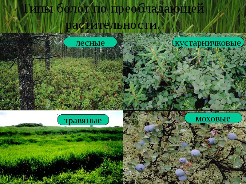 Типы болот по преобладающей растительности.