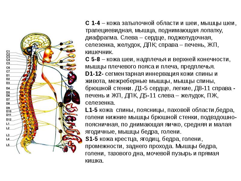 Схема какой позвонок за что отвечает схема