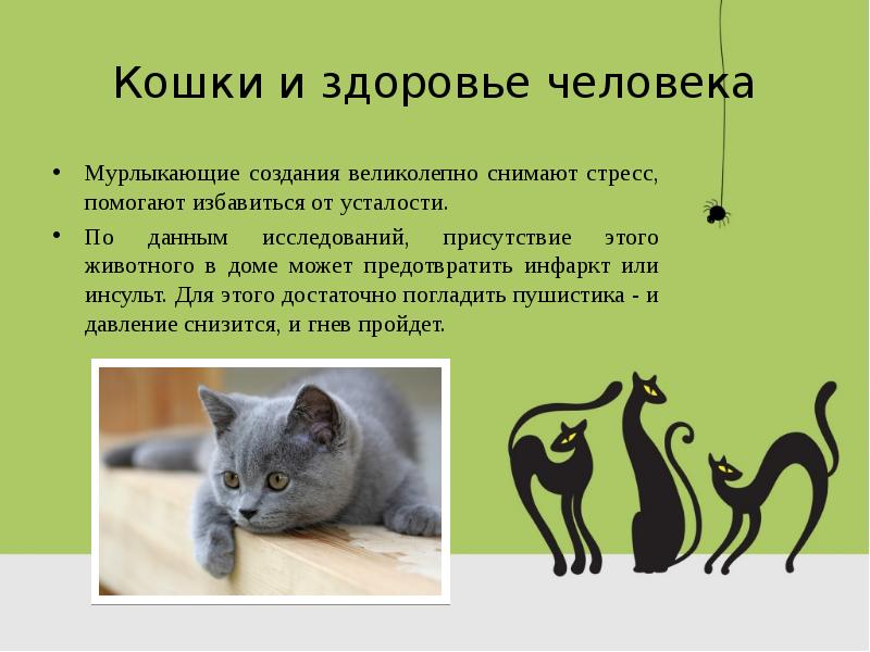 Презентация о котиках