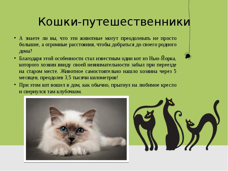 Проект о котах