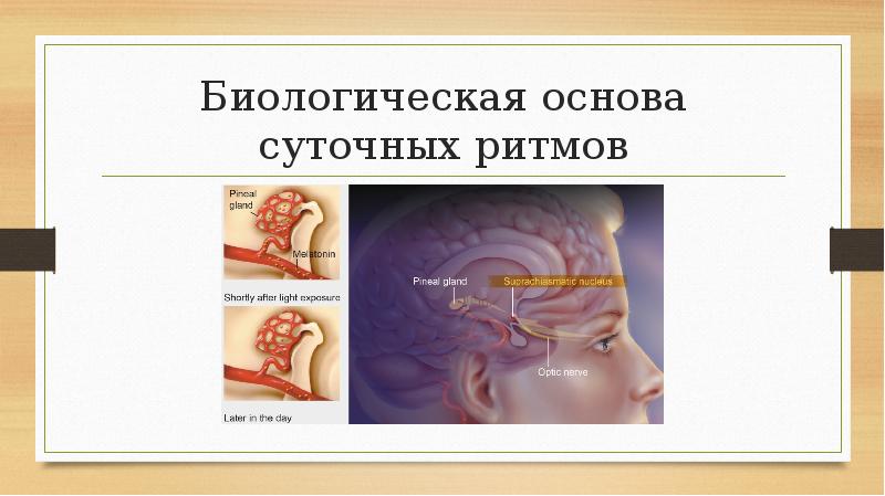 Биологическая основа. Циркадные ритмы факты. Биологические основы режима человека. Десинхронизация циркадных ритмов это определение. Картинки на слайды по биологический ритм.