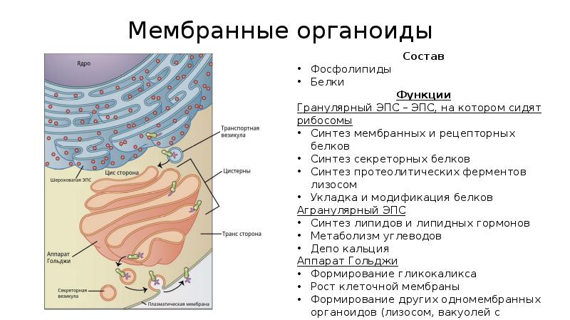 Изображенный на рисунке органоид образуется из мембран эпс мембраны этого органоида