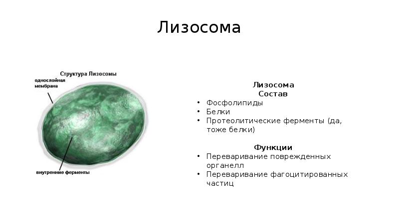 Строение лизосомы. Лизосомы состав и строение и функции. Строение лизосомы клетки. Состав лизосом. Структура лизосомы рисунок.