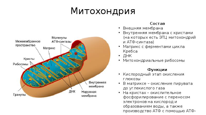 Происходит в мембранах крист