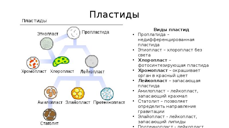 Установите соответствие между характеристиками пластид. Происхождение пластид. Пластиды гипотезы происхождения. Пластиды у прокариот. Эволюция пластид.