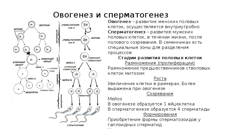 Первичные мужские половые клетки. Фаза созревания овогенеза и сперматогенеза. Этапы процесса сперматогенеза и овогенеза. Стадия созревания овогенеза. Развитие половых клеток сперматогенез и оогенез.