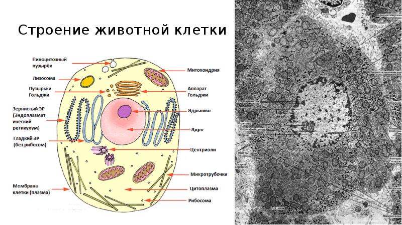 Цитология егэ презентация