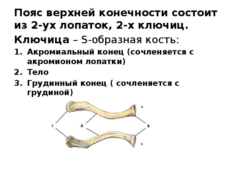 Под каким номером на рисунке обозначена ключица