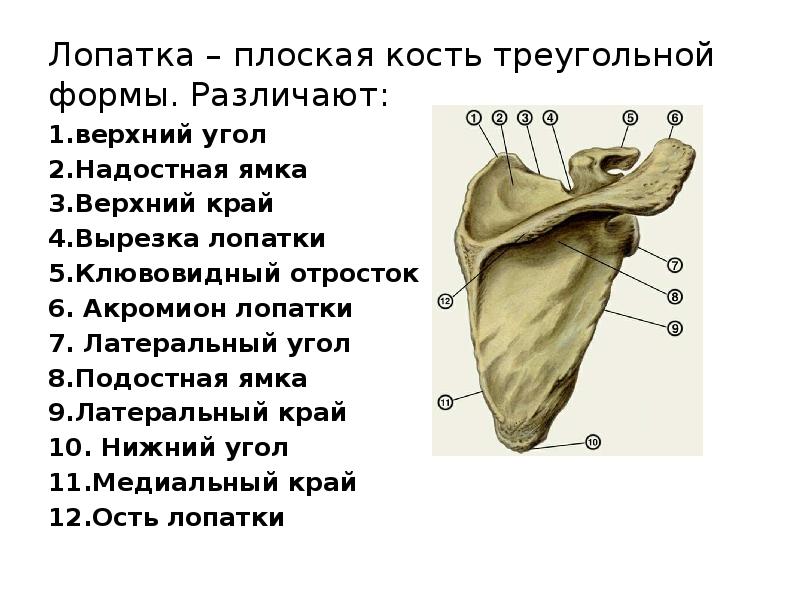 Латеральный гребень. Акромиальный отросток лопатки. Клювовидный отросток лопатки. Отростки лопатки анатомия.