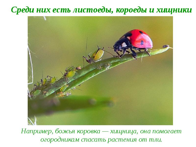 Тля божья коровка тип взаимодействия. Тля божья коровка тип взаимодействия. Божья коровка и тля тип. Тля и божья коровка тип взаимоотношений хищничество. Личинки божьей коровки и тля тип взаимоотношений.