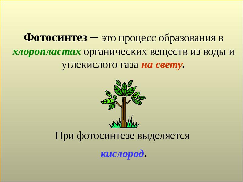 Обобщающий урок 6 класс биология презентация