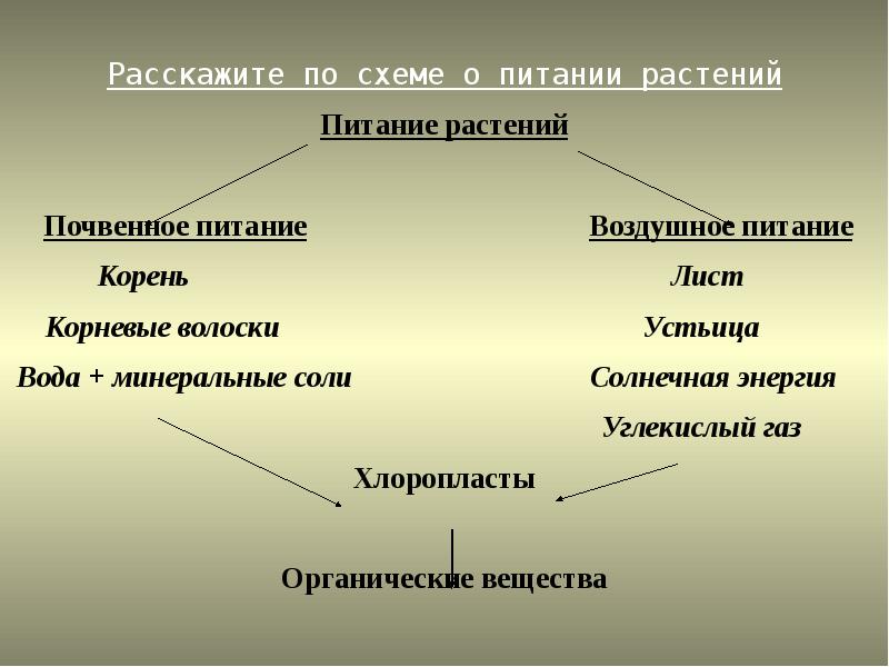 Почвенное питание растений биология 6 класс презентация