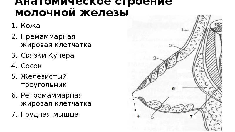 Железистый тип строения молочных желез