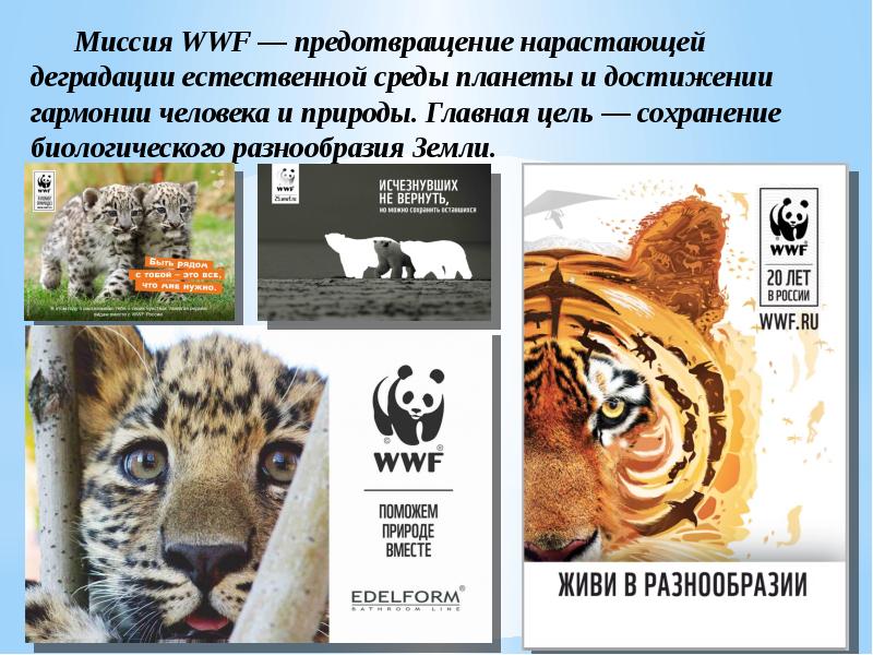 Wwf всемирный фонд дикой природы презентация