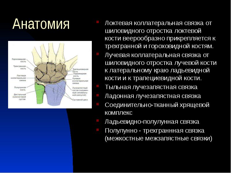 Шиловидный отросток локтевой кости фото где находится на руке перелом