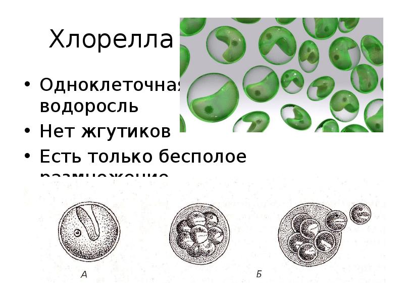 Хлорелла одноклеточная водоросль. Chlorella размножение. Бесполое размножение хлореллы. Одноклеточная водоросль хлорелла. Циста хлореллы.