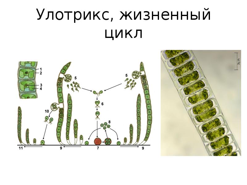 Бесполое размножение улотрикса схема