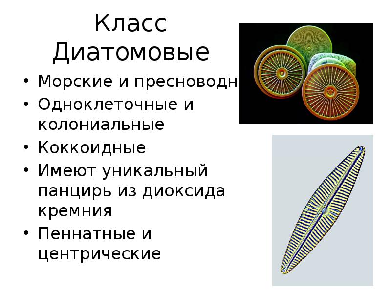 Диатомовые водоросли презентация