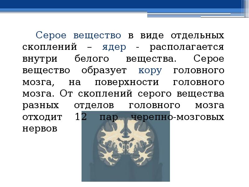 В виде отдельной системы. Серое вещество мозга. Серое вещество образовано. Серое вещество мозга образовано. Серое вещество мозга образовано скоплением.