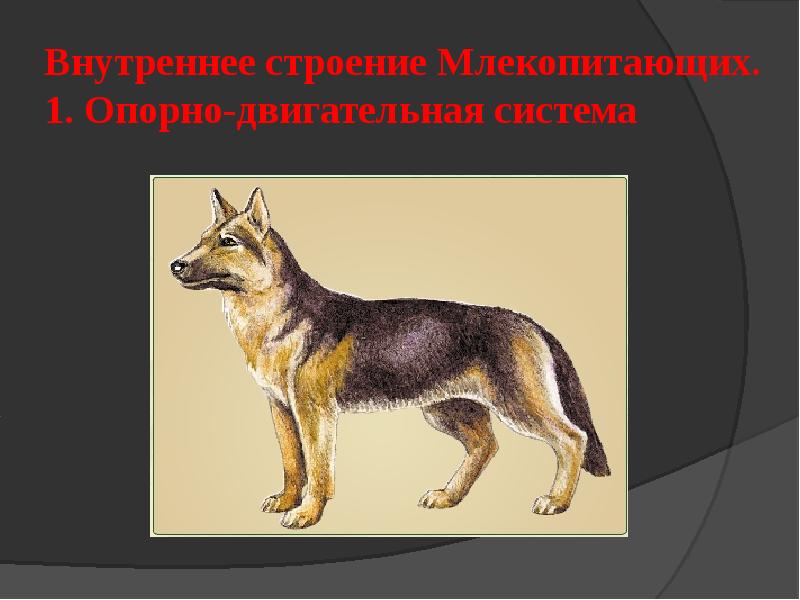 Рисунок 187 биология 7 класс