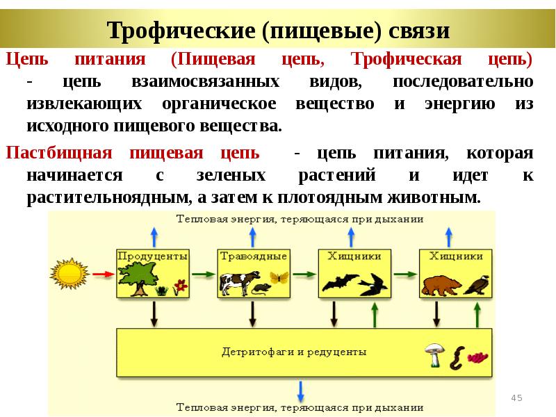 Пищевые связи презентация 11 класс