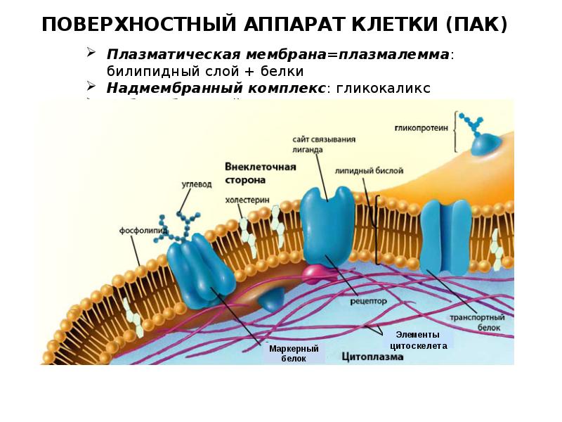 Составляющие мембраны